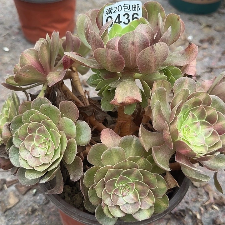 0436倾城中班多肉法师