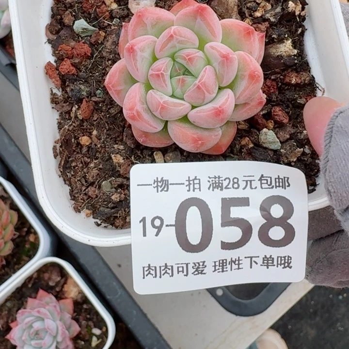 蛋吉多肉无盆土发货多肉多肉无