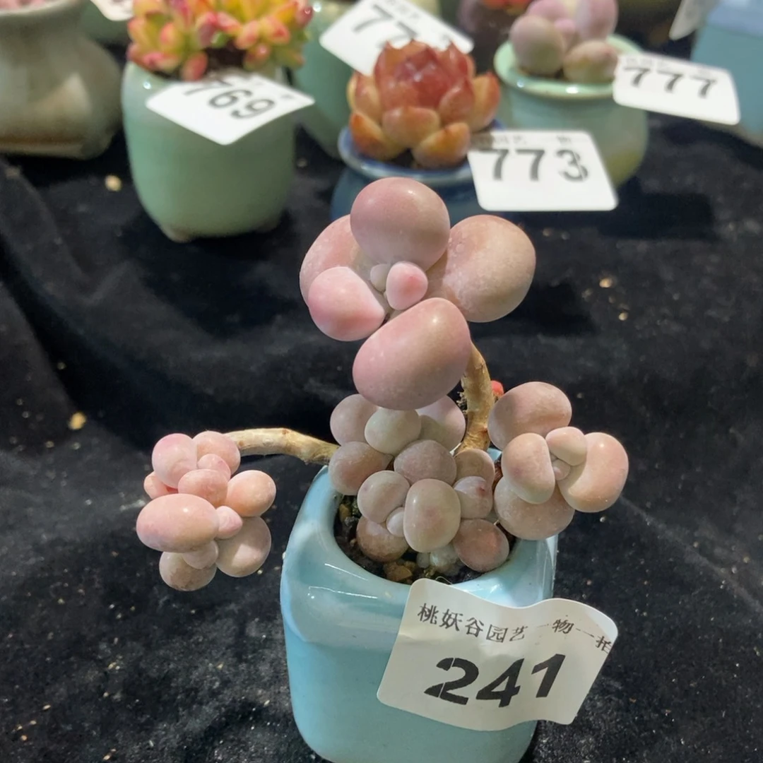 241糖果腰子蛋带盆土