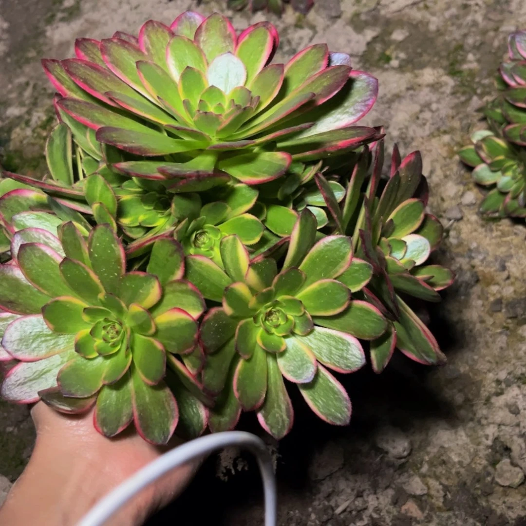 半夏多肉植物捧花的