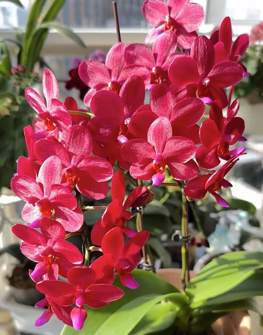 【梦幻女郎苗子】植成一派蝴蝶兰基地直发四季鲜花乔迁送礼组盆好养