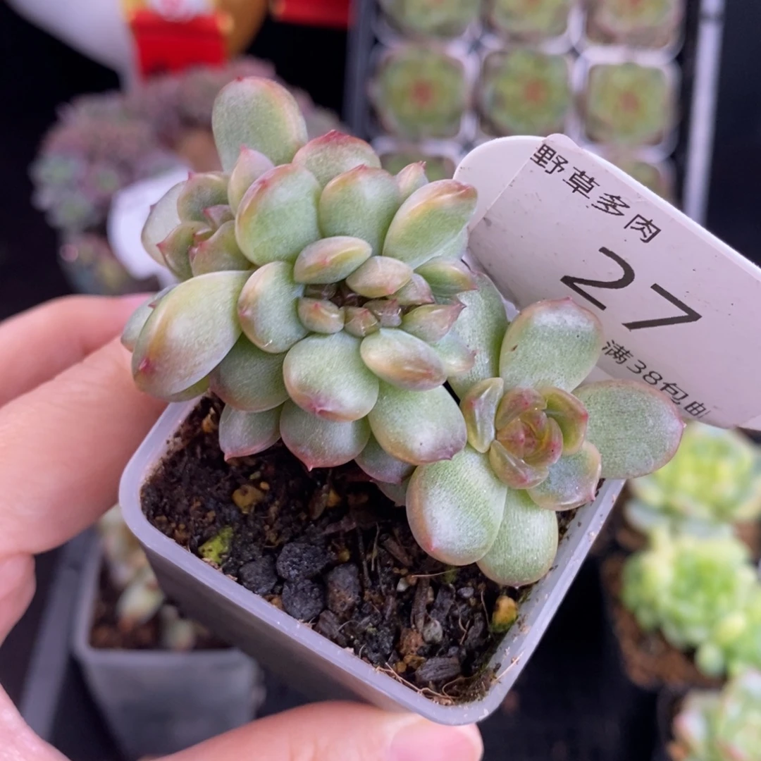 红恋缀化一颗27号