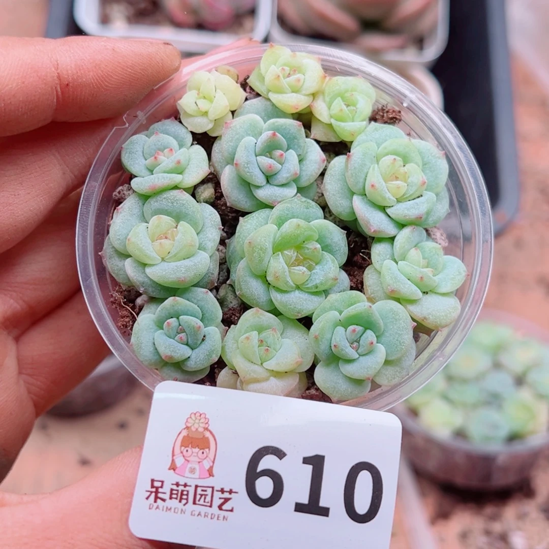 多肉植物多肉植物