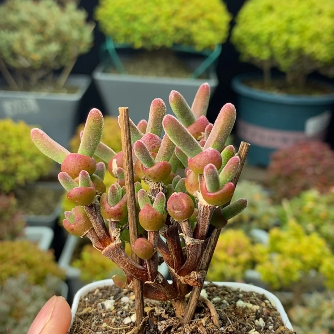 1154枝干兔子 。