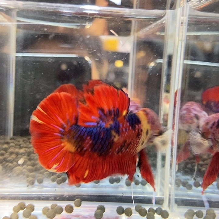 斗鱼黑314号巨斗将军