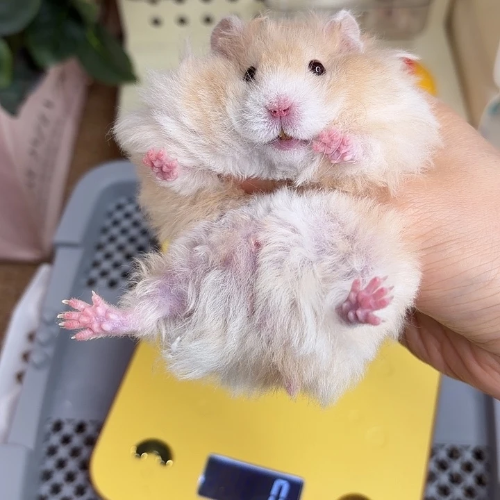 卷毛肉桂波弟弟8.08