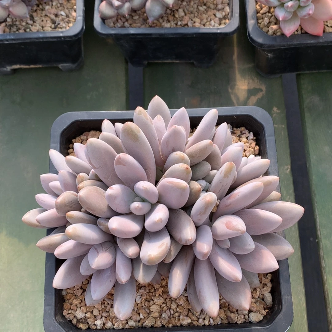 原始虞美人 一颗。