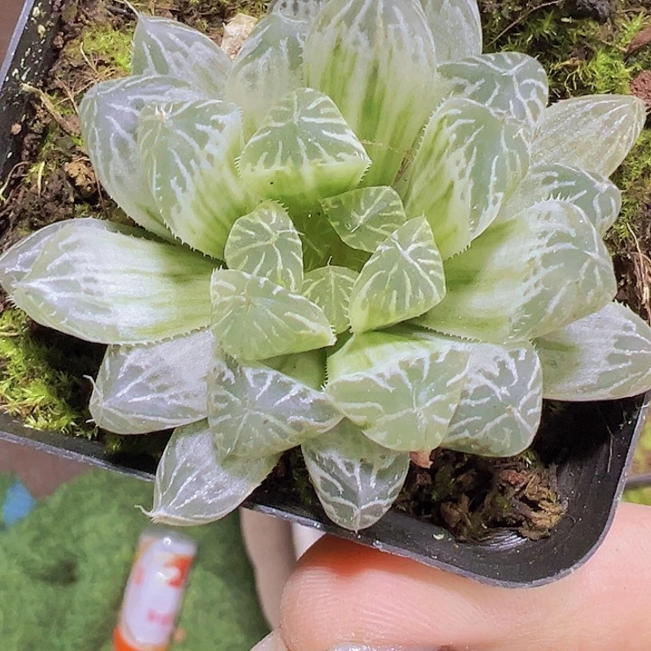 白斑雨露19包邮多肉植物