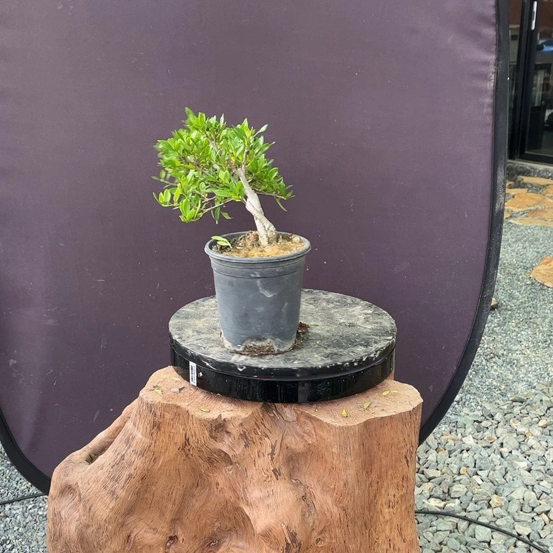 用***4三醋酯纤维突突啦啊啊啊啊啊啊啊啊