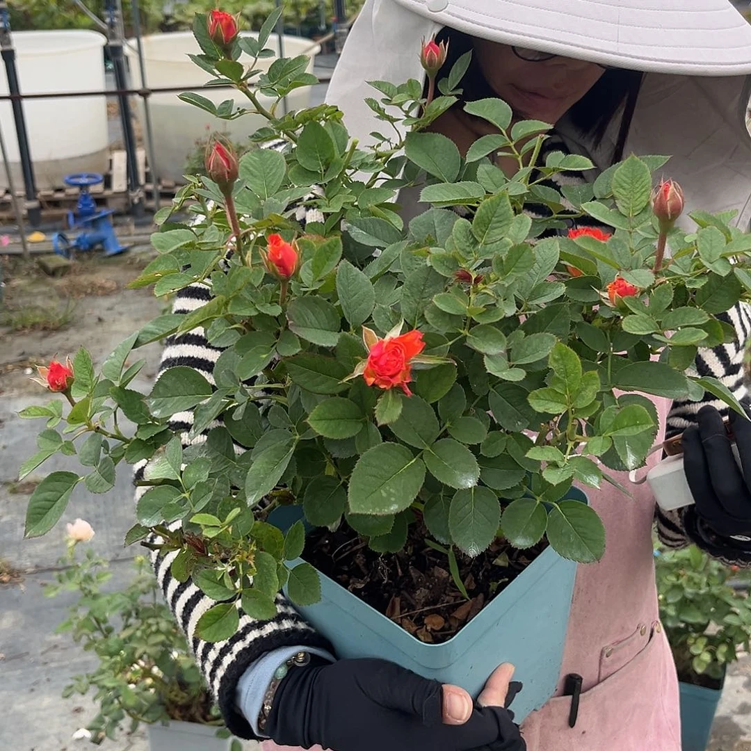 永远的帕尔玛1.5加仑扦插