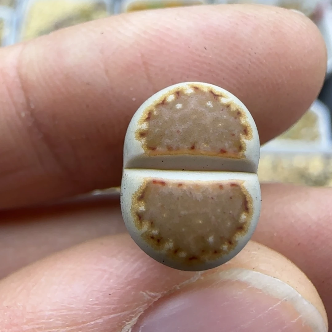 394饼干清框福利30包邮