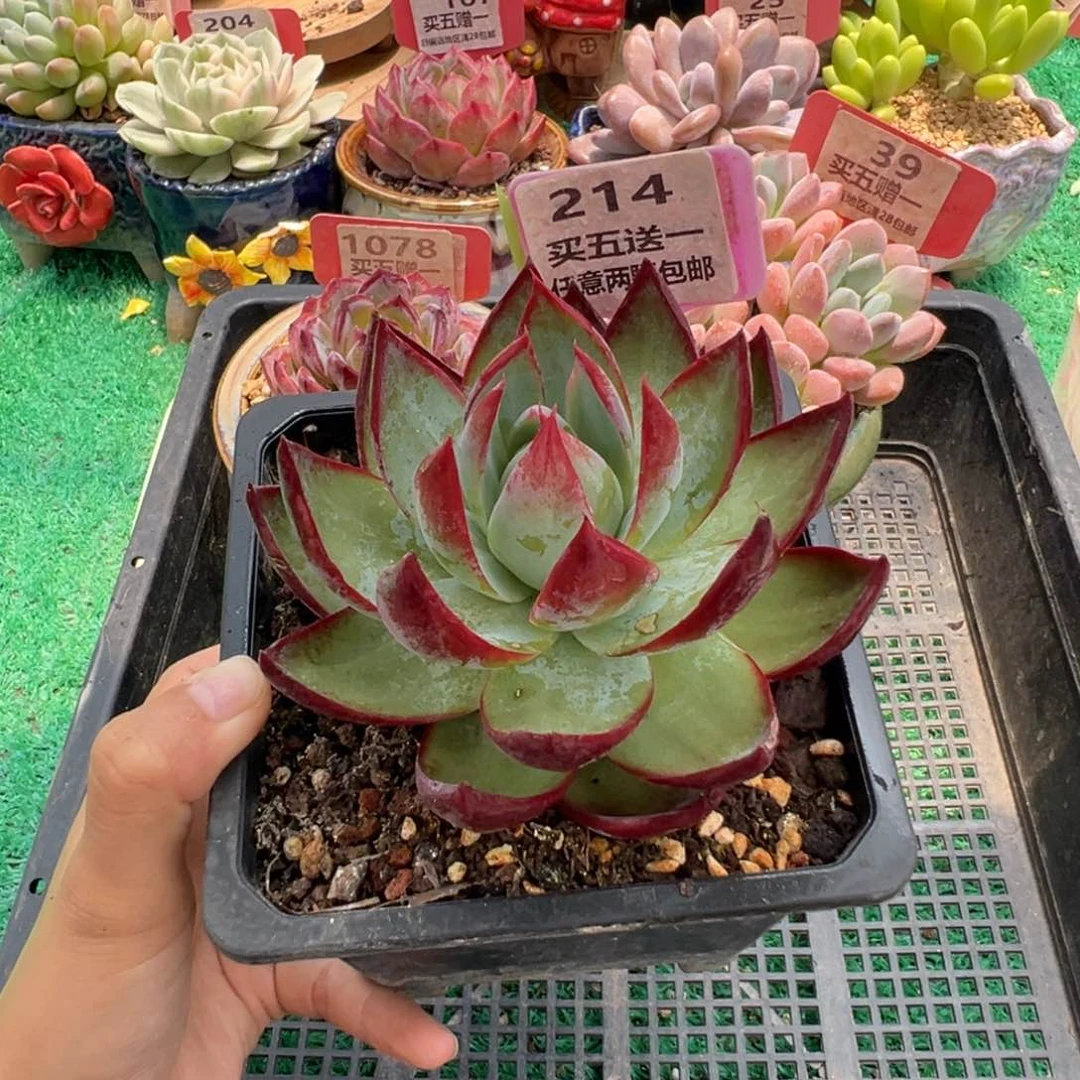 表妹精品多肉植物214.