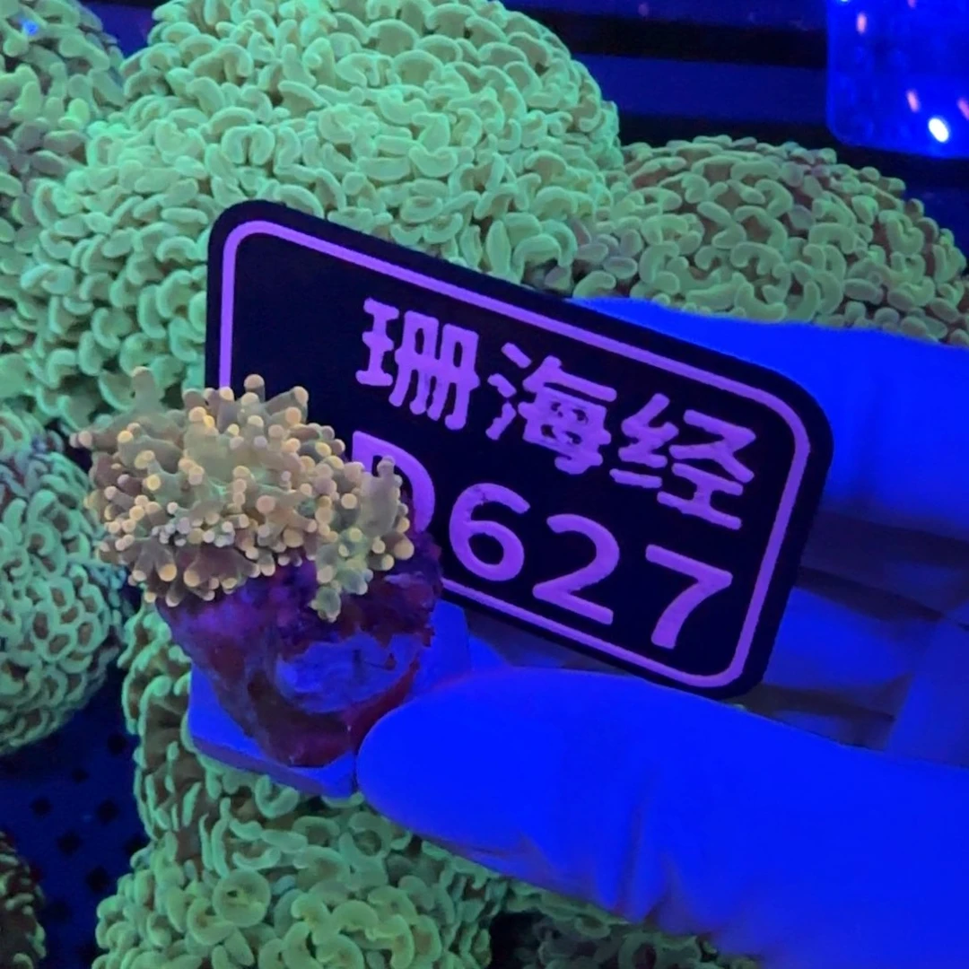 卿***纽扣珊瑚又又不包邮老伤内包肉蛙卵D527