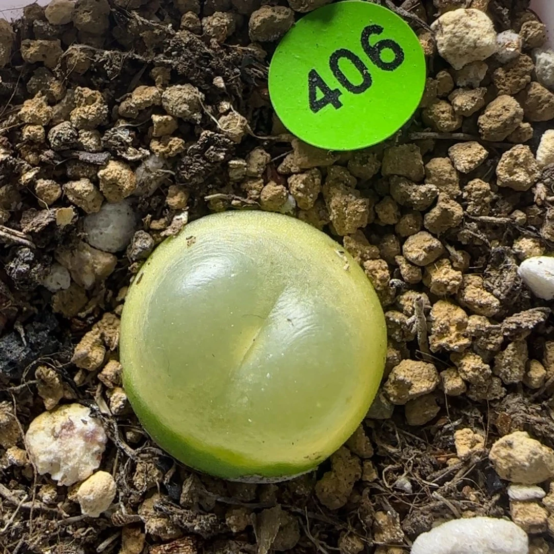 拉登1.7+多肉植物406