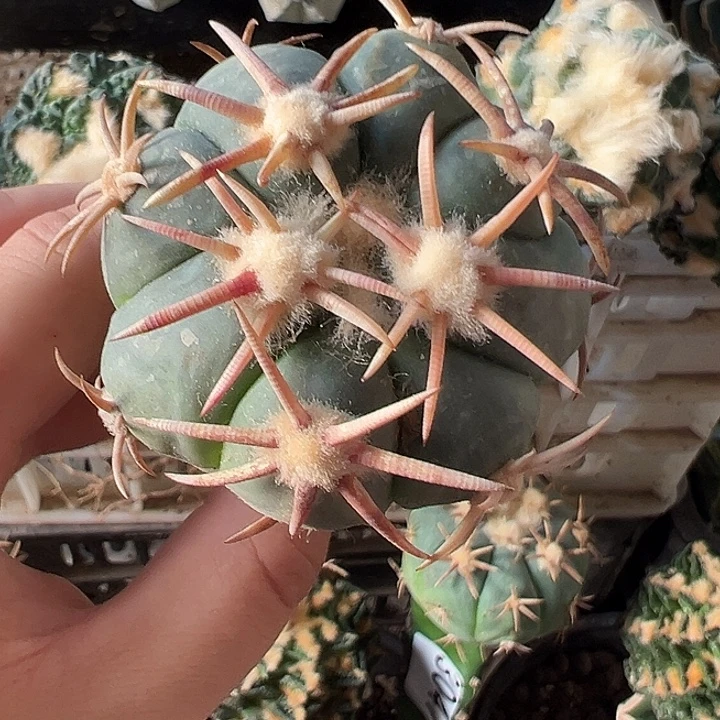 割刺翠平仙人球3046号