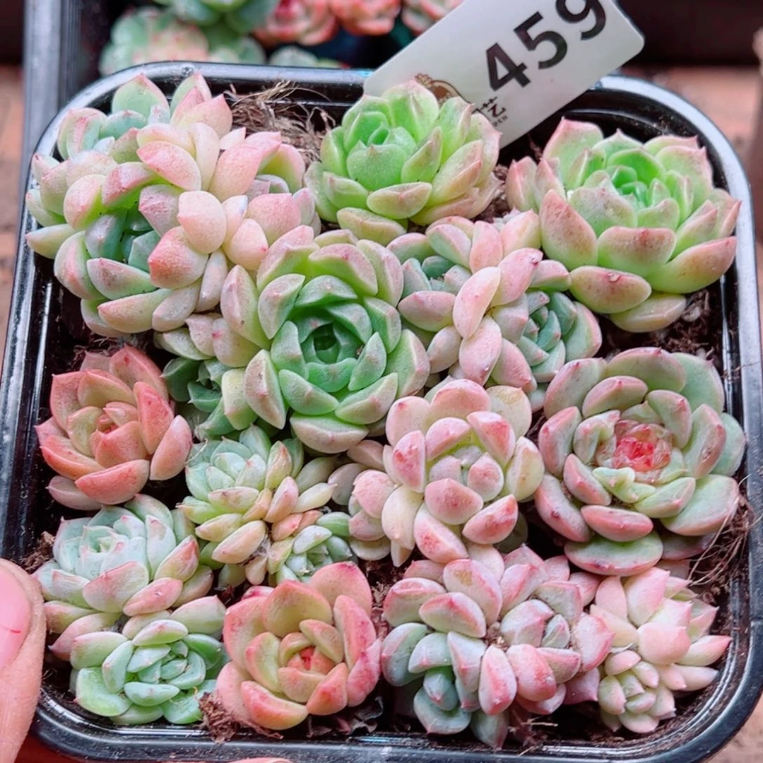 多肉植物多肉植物