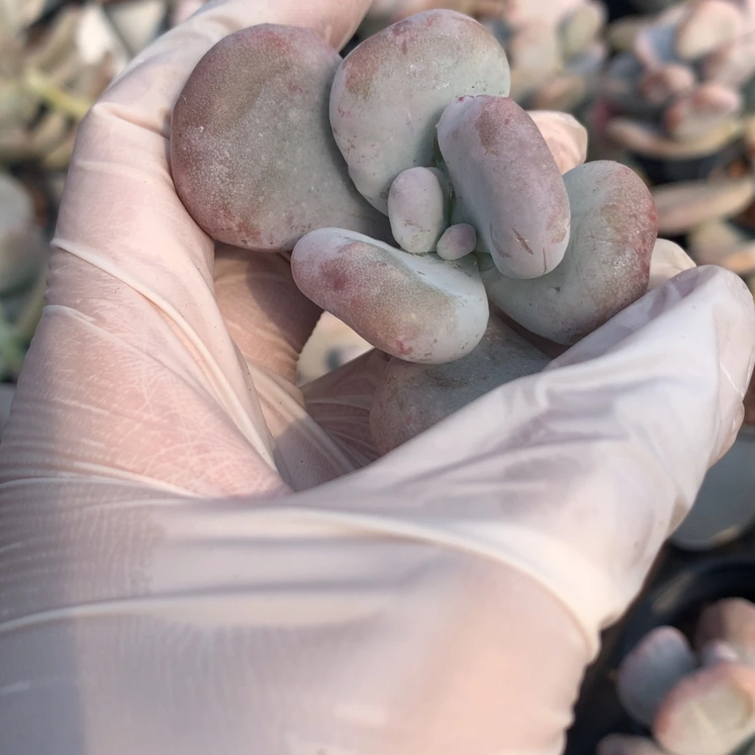 油煎奶酪多肉 油煎奶