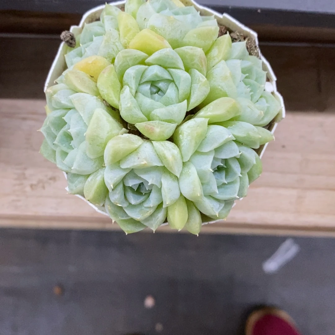 精品多肉一物一拍不包整168