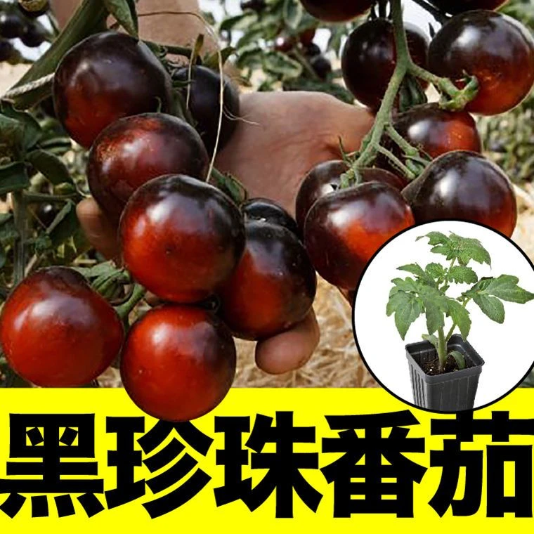 小黑番茄种苗黑樱桃蔬菜种苗春秋冬季四季壮苗水果种籽可盆栽地栽