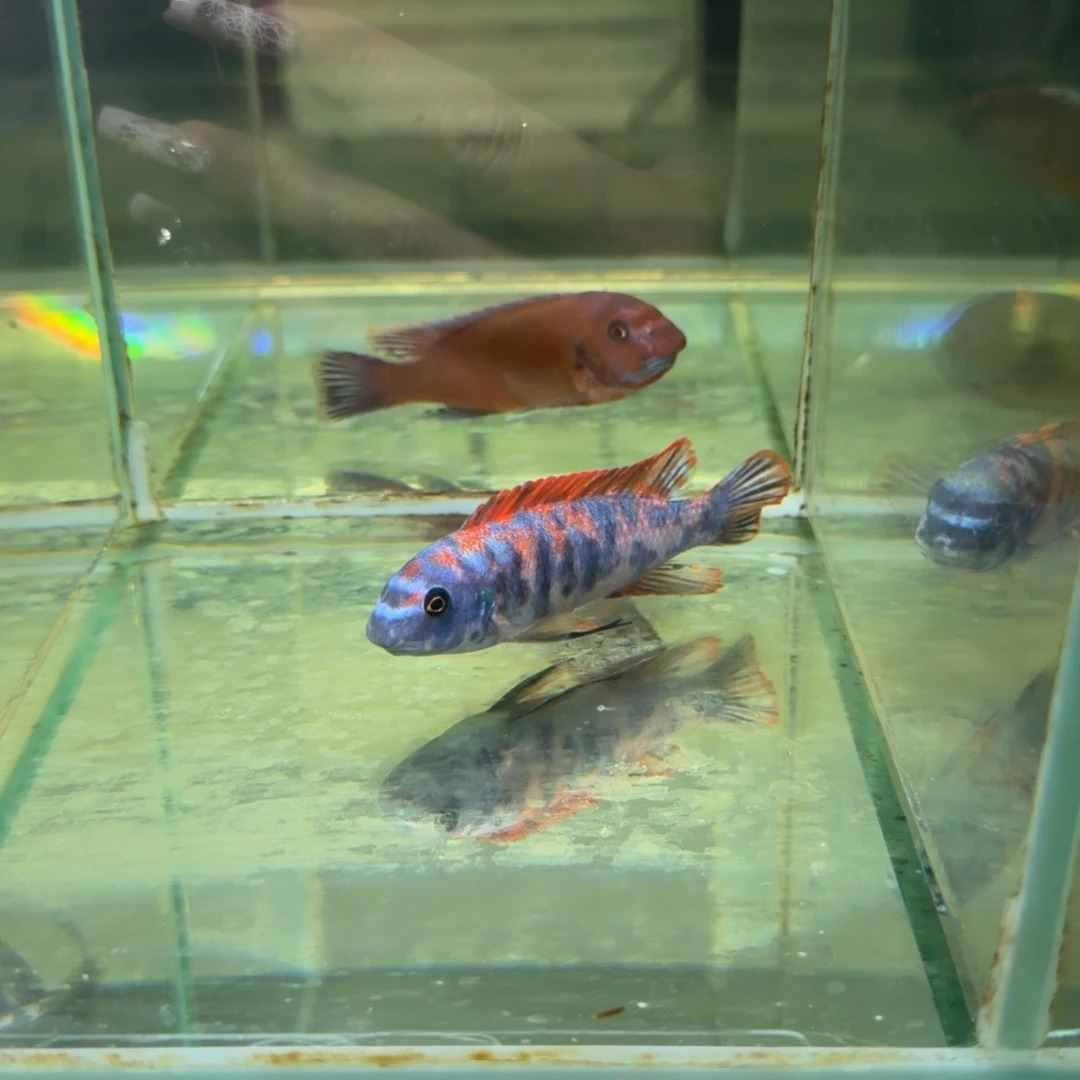 海水鱼B216-松比西ob10公分