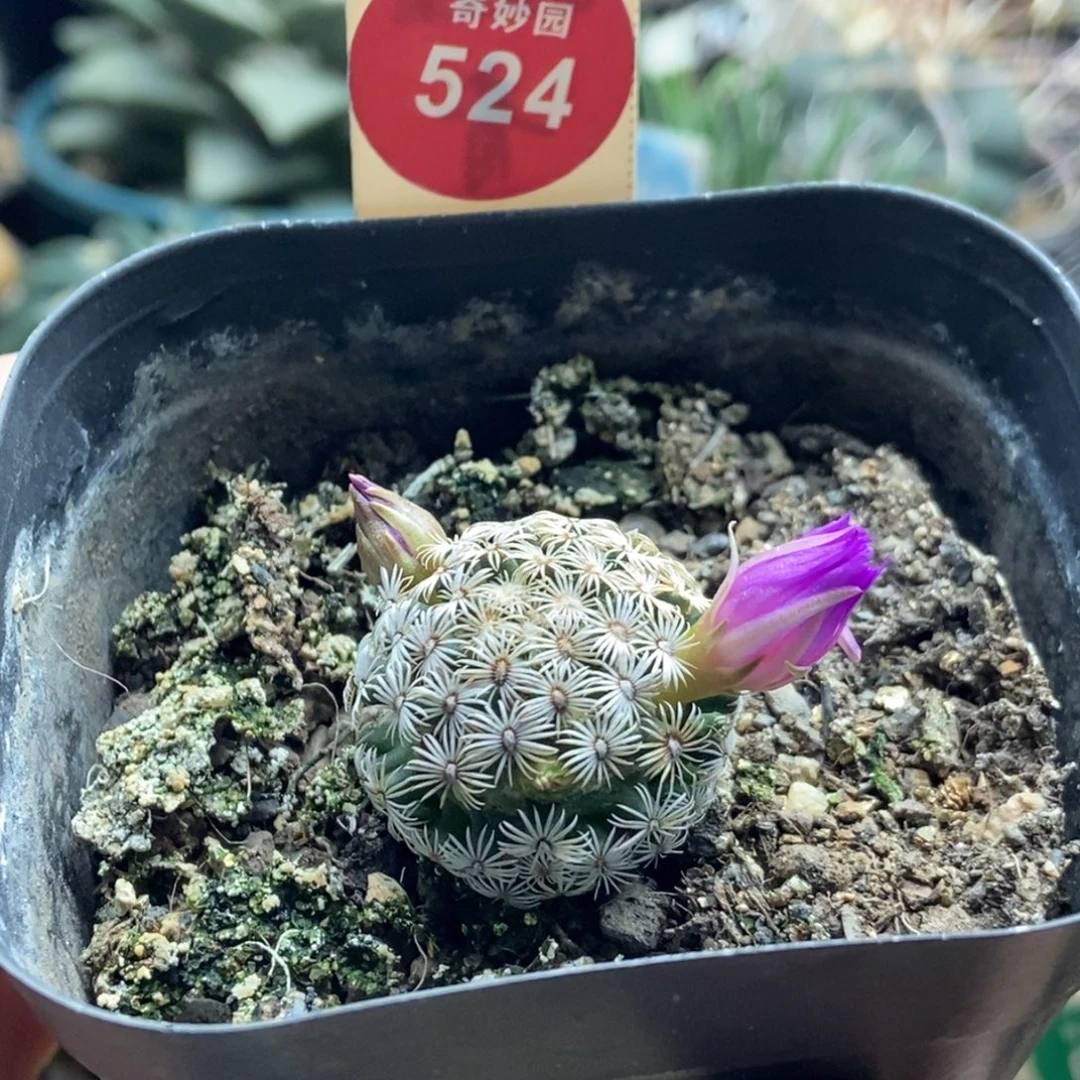 实生带花苞红花克氏丸一颗