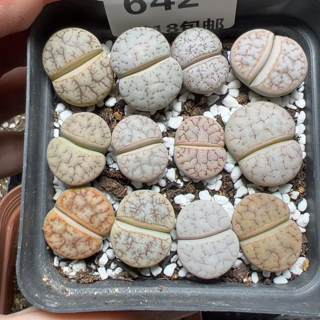 【闪购商品】642……