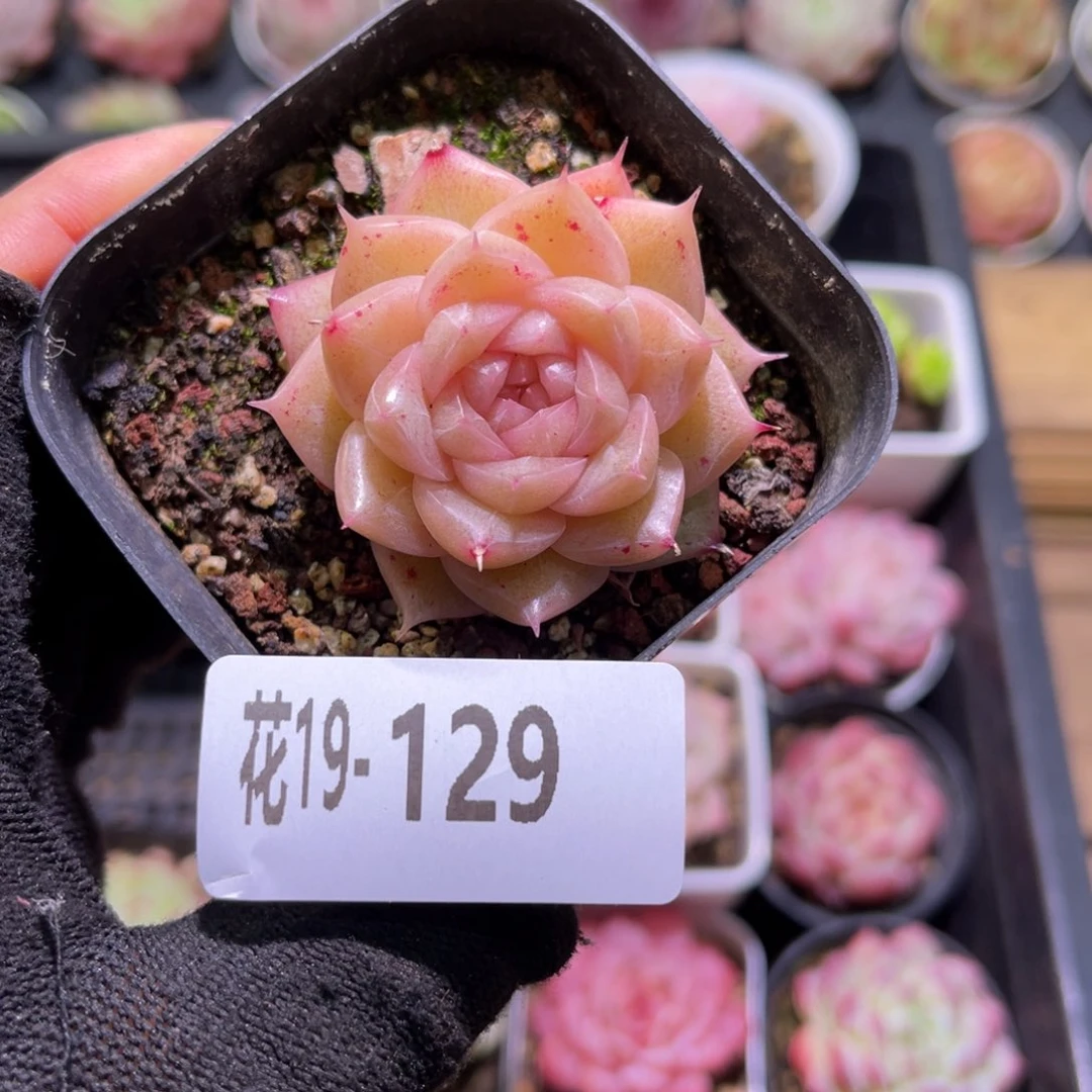 花19-129麦秆单头