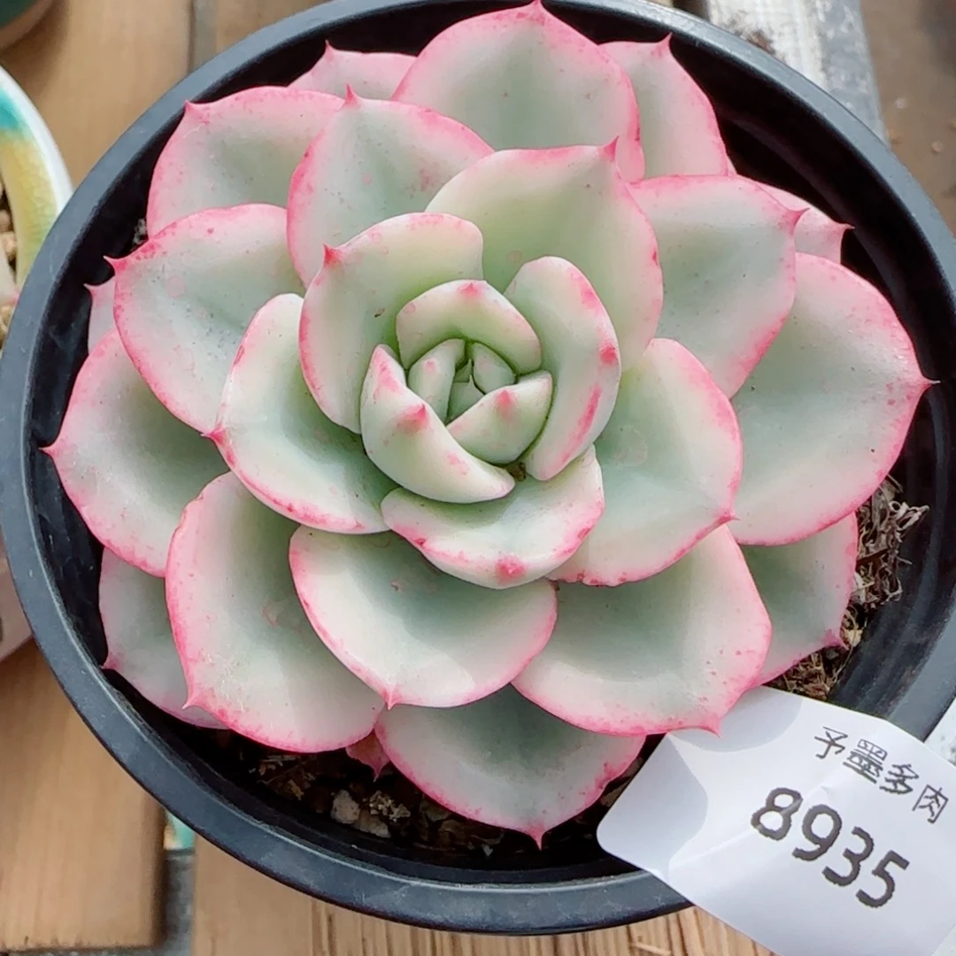 黄桃锦，8935多肉植物