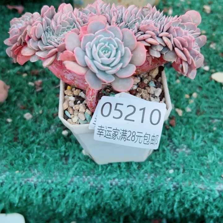 幸运的是你还没遇到