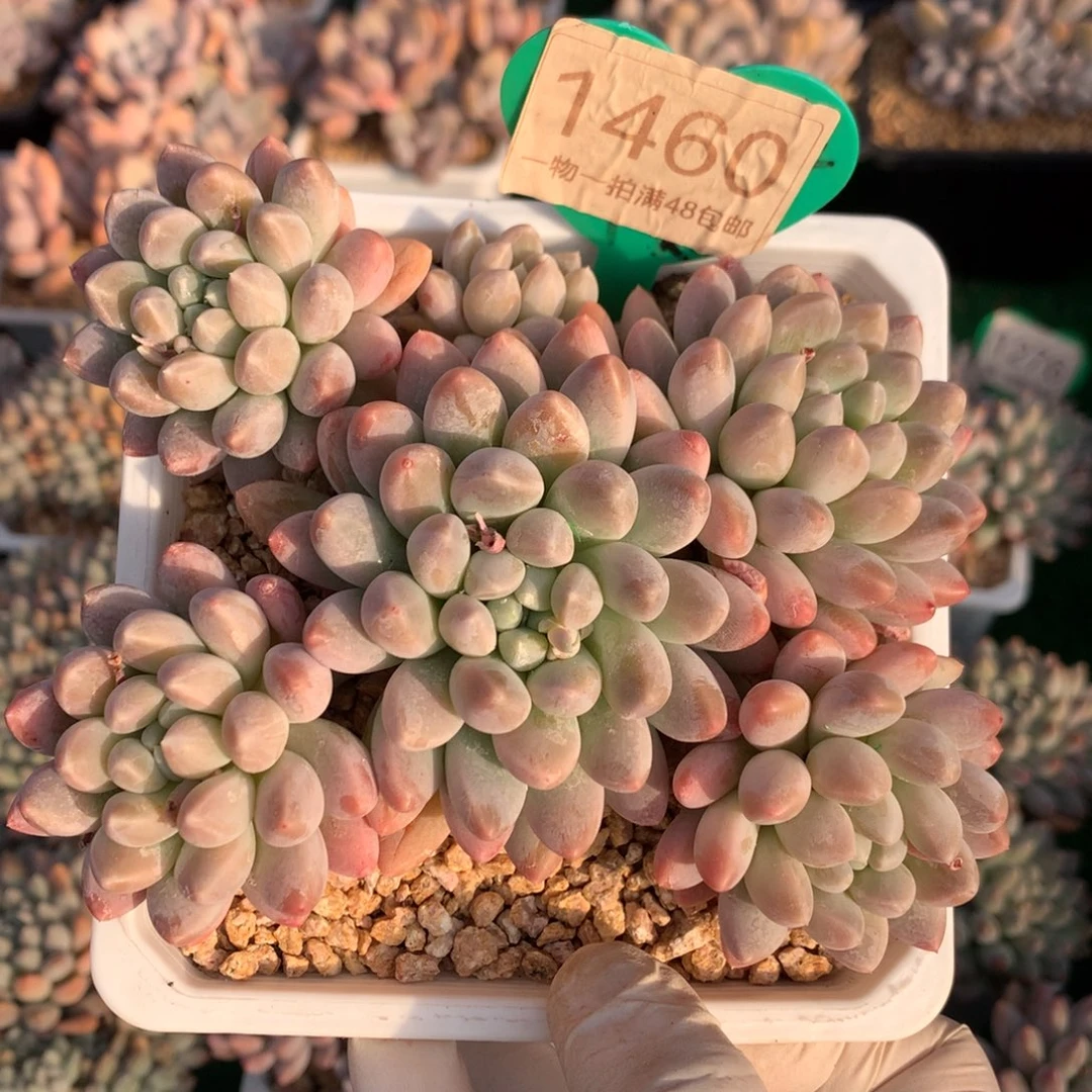 七彩奶糖无砍平头1460