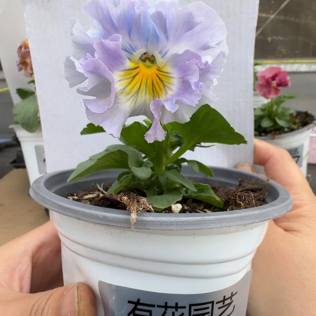 无花朵240号角堇