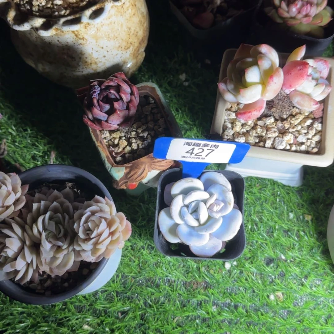 茗多肉植物雪莲单头