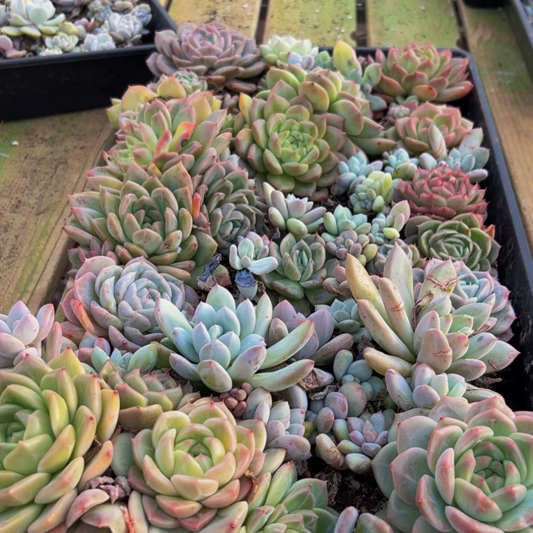 772的最后一天了啊多肉