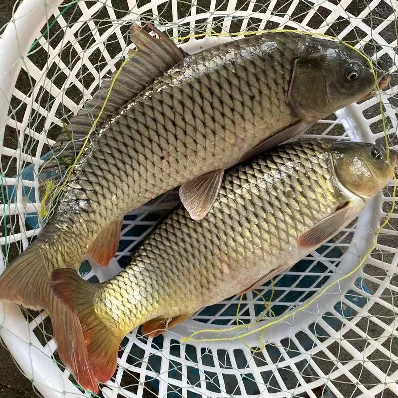 东北冬捕野生鲤鱼淡水鱼