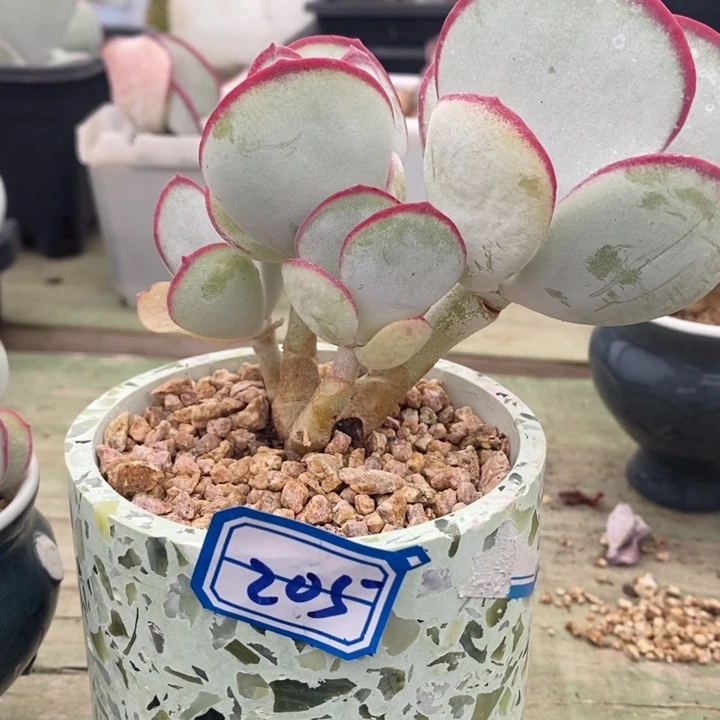 黑**士一物一拍白眉205