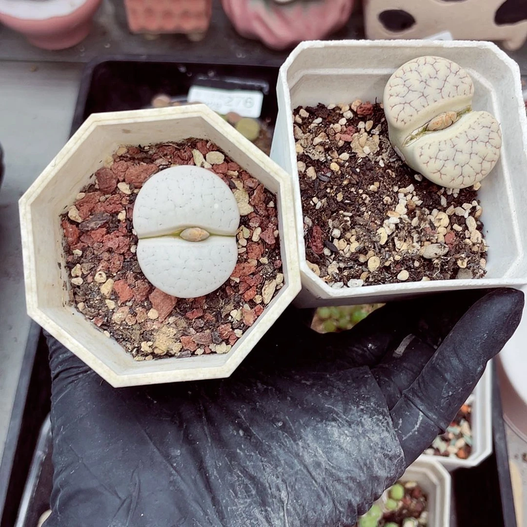 生石花满18包邮0929-287