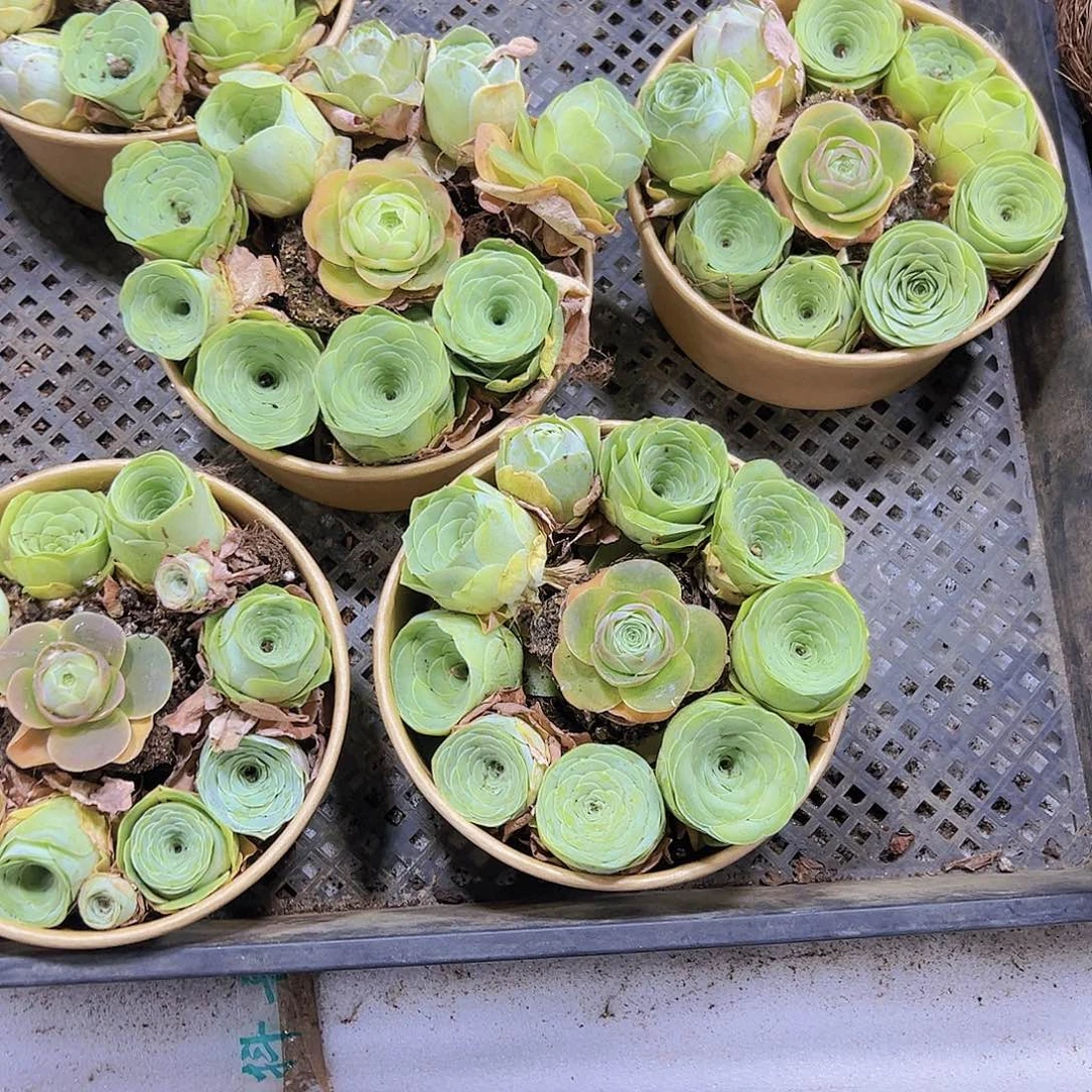 饭盒福利11颗19包邮