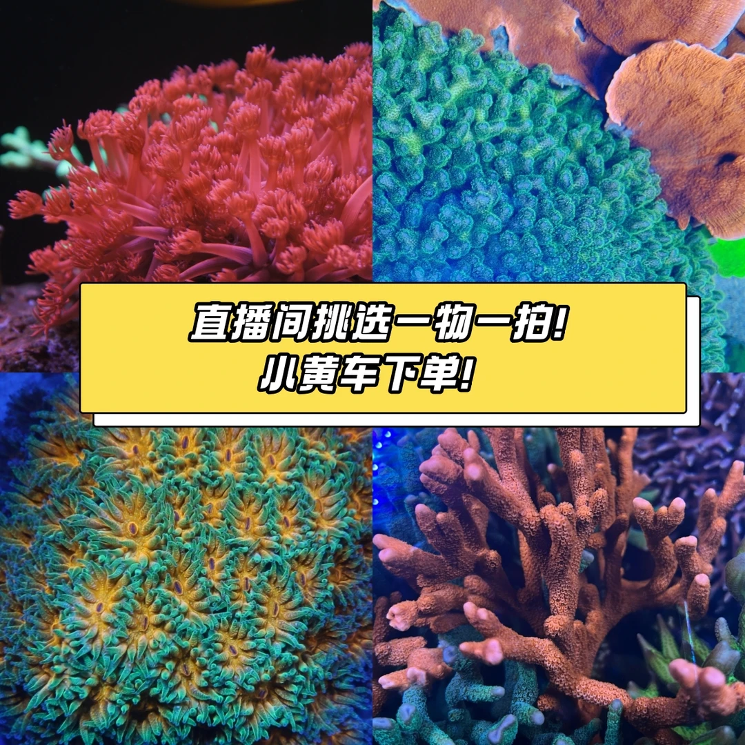 小鱼大智直播间鱼缸制专拍误乱拍！