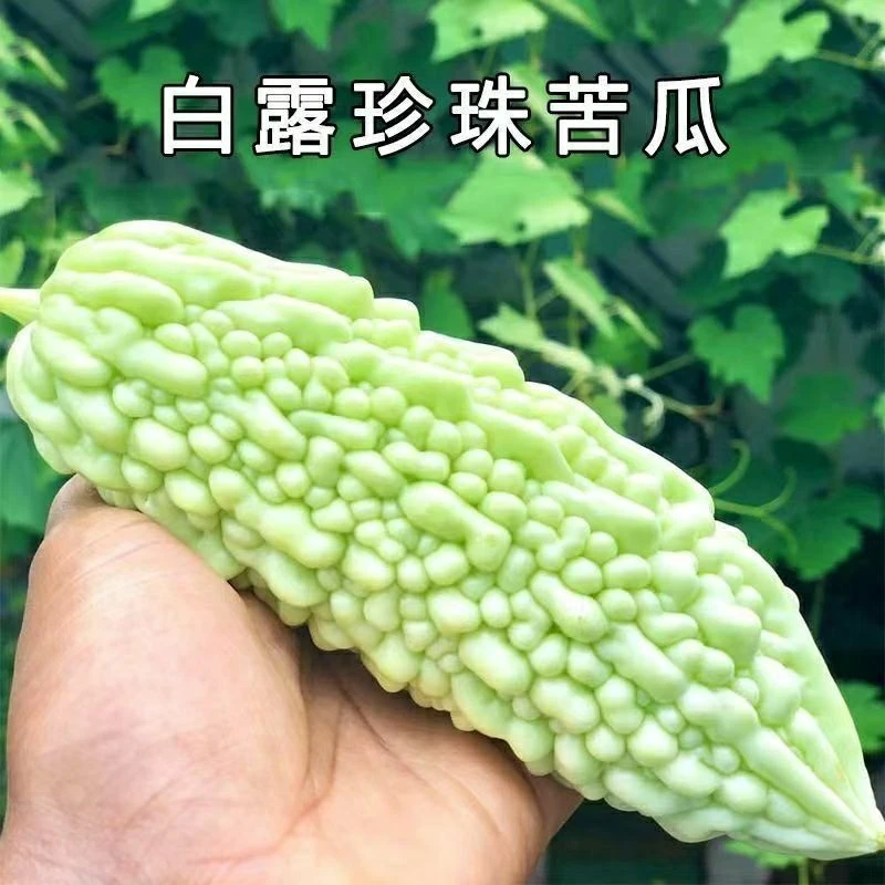 白露珍珠苦瓜种苗白苦瓜种苗肉厚不苦高产抗病性强早熟白玉苦瓜苗