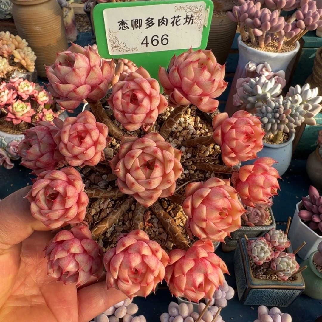 466号笨吧老桩多头无砍