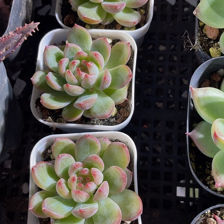 雪花珍妮带哦土发