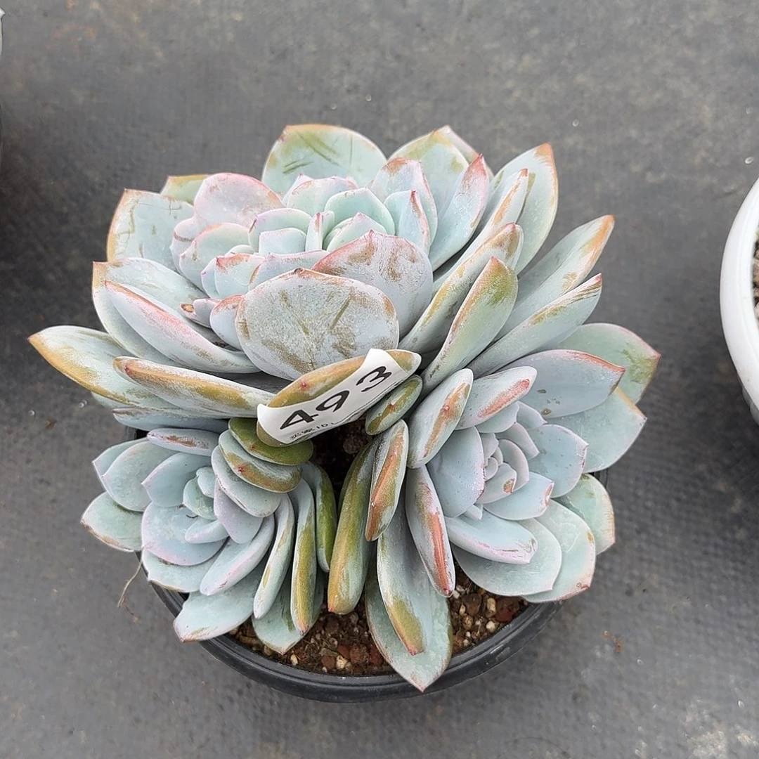 @***朱493售后范围签收起7天内