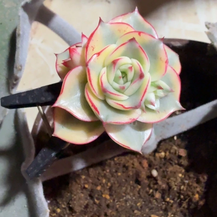 斗牛士锦，多肉锦