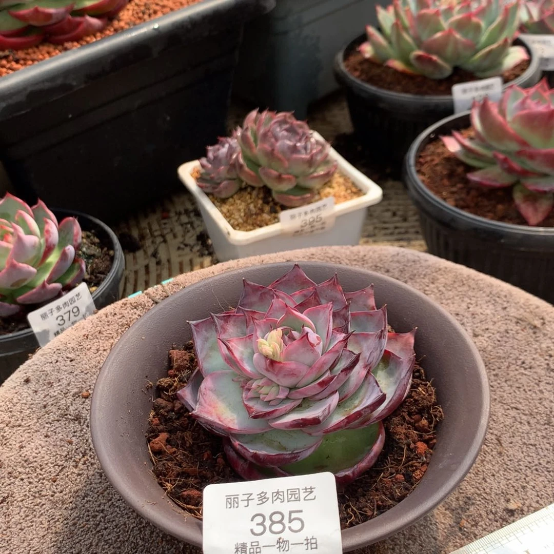 385惊鸿外翻。尺寸8。多肉植物