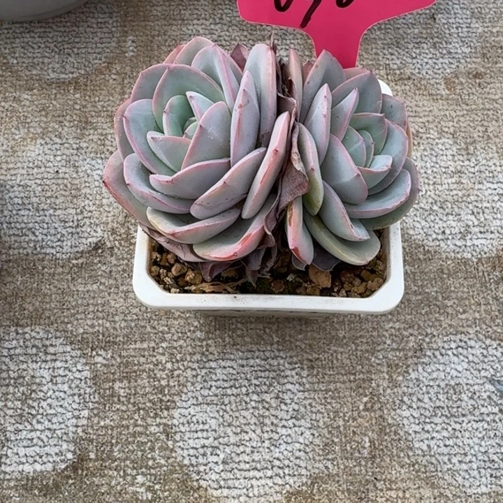 030布鲁蓝新号福利价