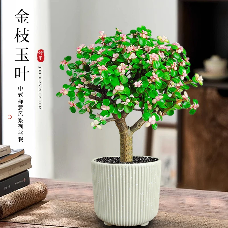 金枝玉叶老桩盆栽多肉植物室内花卉桌面好养水培绿植小盆景植物