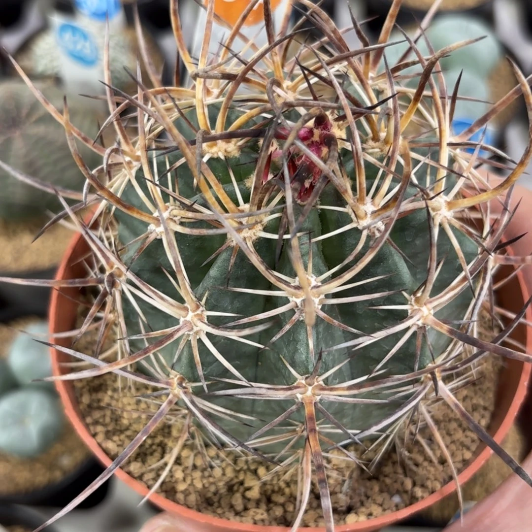 84实生林氏幻虾带盆带土发货