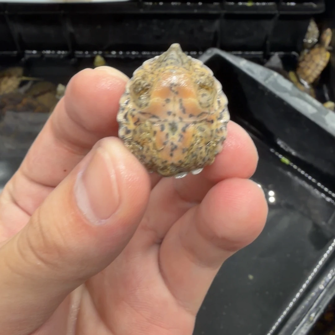 宠物龟不分公母巨刀