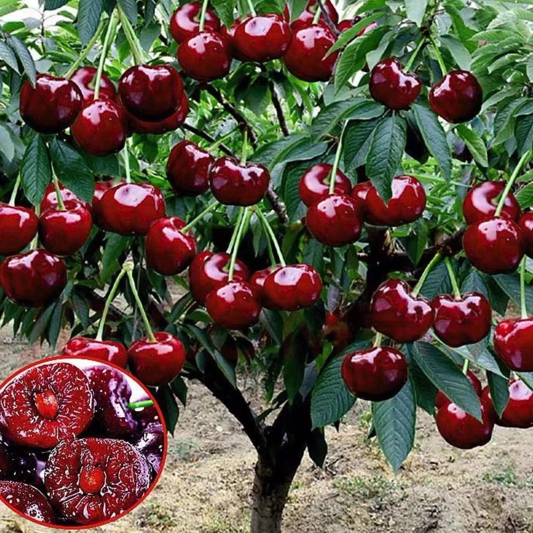 车厘子大樱桃树带花发货水果原土南方北方室内阳台庭院