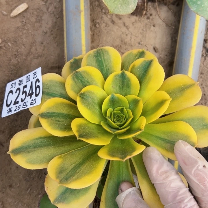 香炉盘黄锦多肉植物法师2546